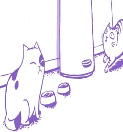 Feliway video - multi-cat households