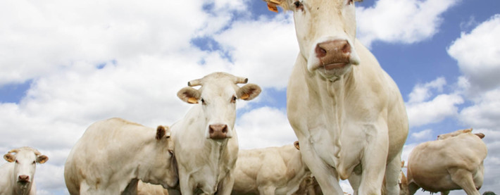 Cows_front2