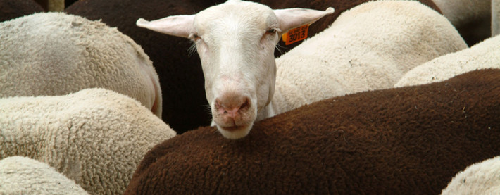 sheep 2