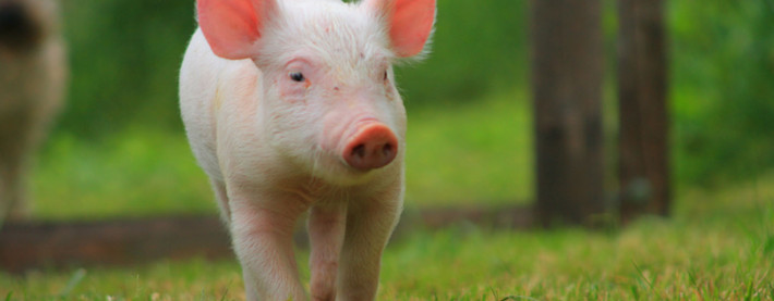 swine