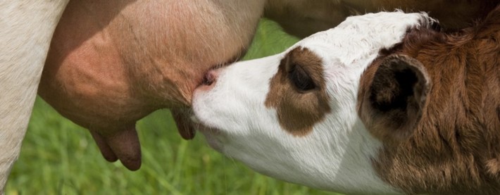 Calf