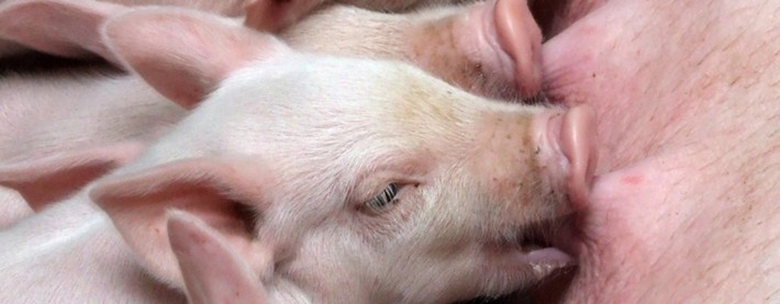 Swine 