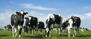 cows in a meadow
