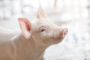 Little pig