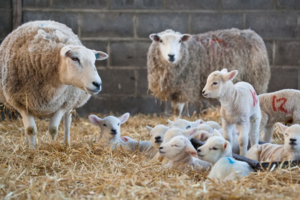 Lambing time image