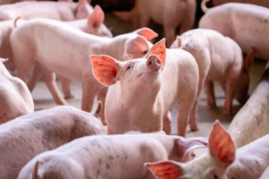 Piglets together