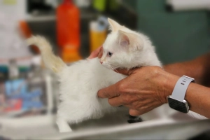 Veterinarian examines a white kitten