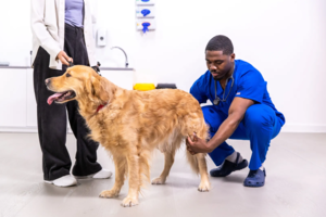dog getting back leg checked by vet