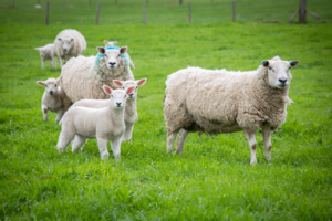 Sheep in a UK field