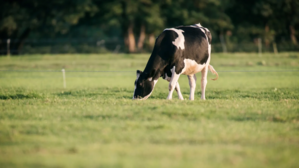 Grazing cow landscape.png
