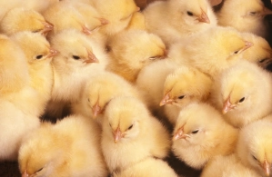 group of chicks