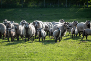 BADGER EWES and LAMBS