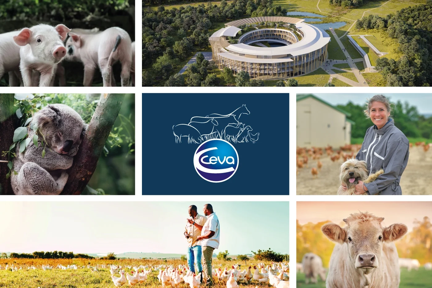 Collage of images representing Ceva Animal Health