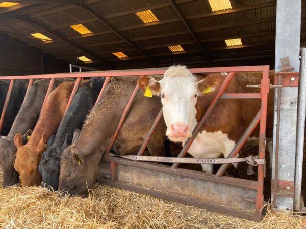 Ruminant - cattle in shed.jpg