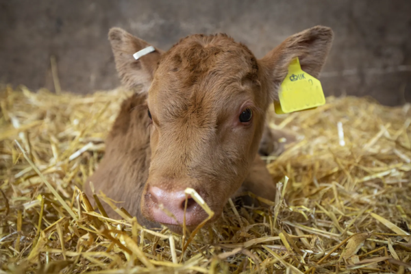 Calf in the straw.png