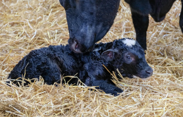 Newborn calf.jpg