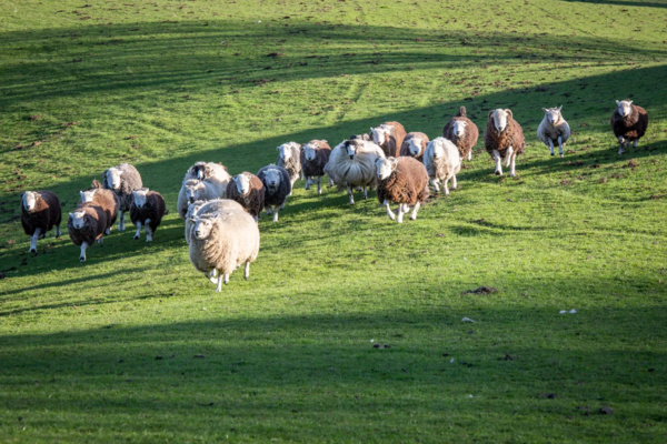 Ruminants in a meadow.jpg