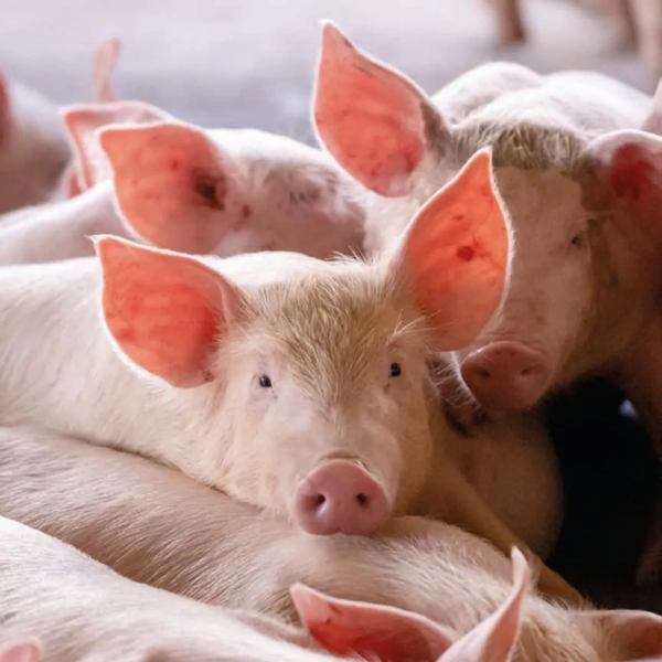 Pigs.png